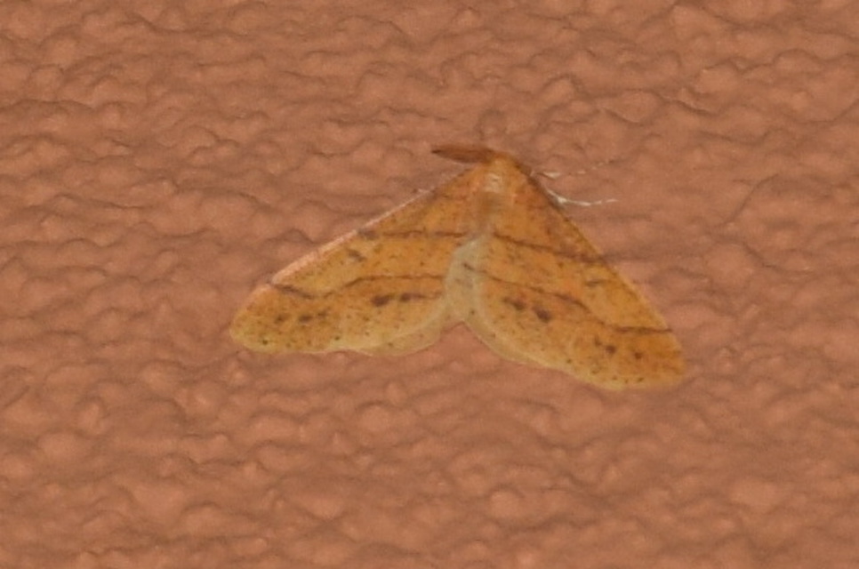 Agriopis aurantiaria - aranysárga téliaraszoló