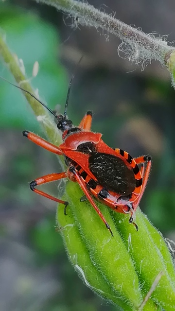 Rhynocoris iracundus - közönséges gyilkospoloska