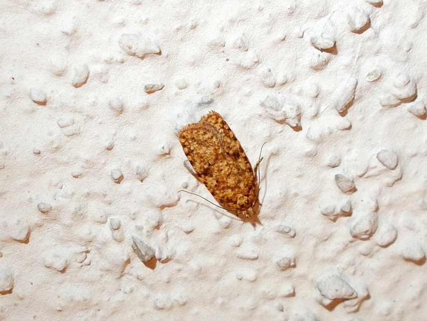 Depressariidae - laposmolyfélék
