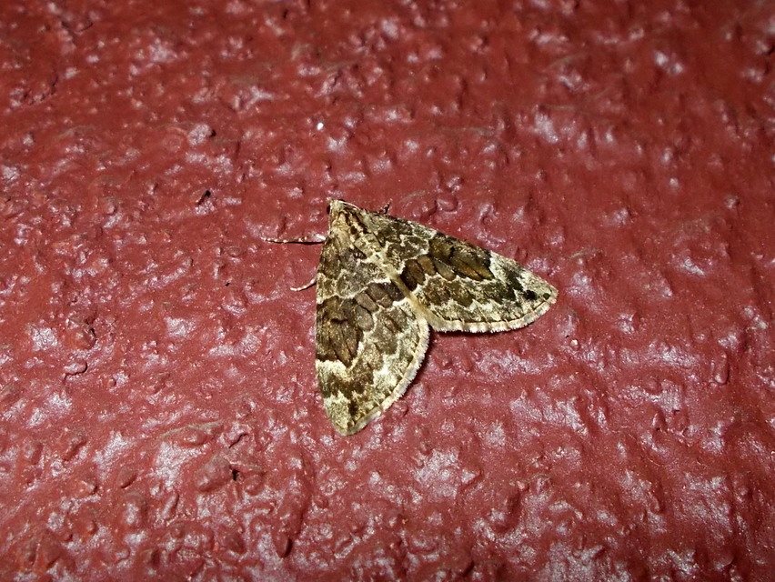 Thera variata/britannica