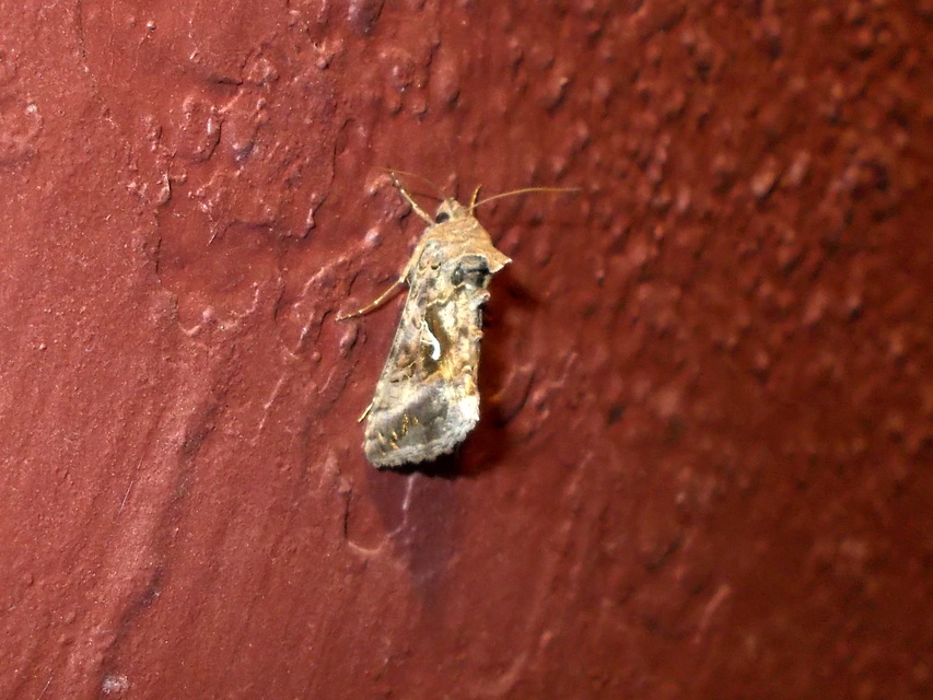 Autographa gamma - gammalepke