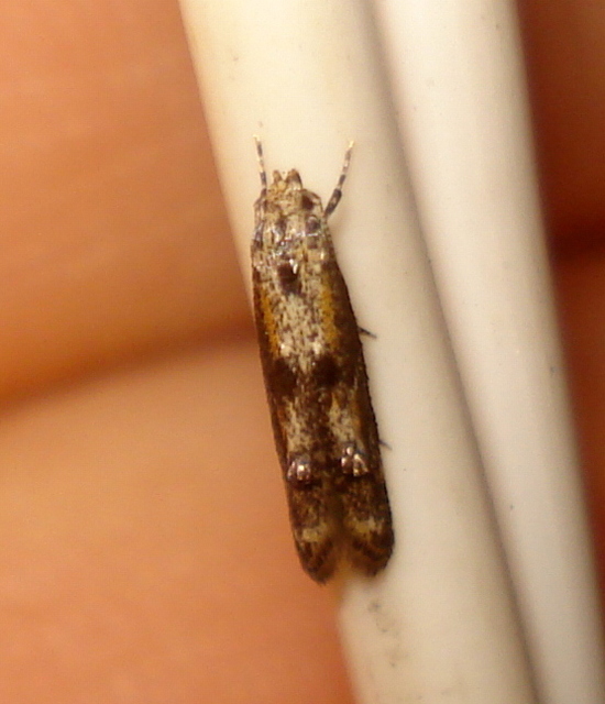 Blastodacna