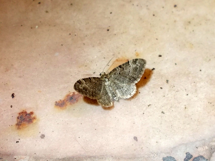 Pasiphila chloerata - hamvas törpearaszoló