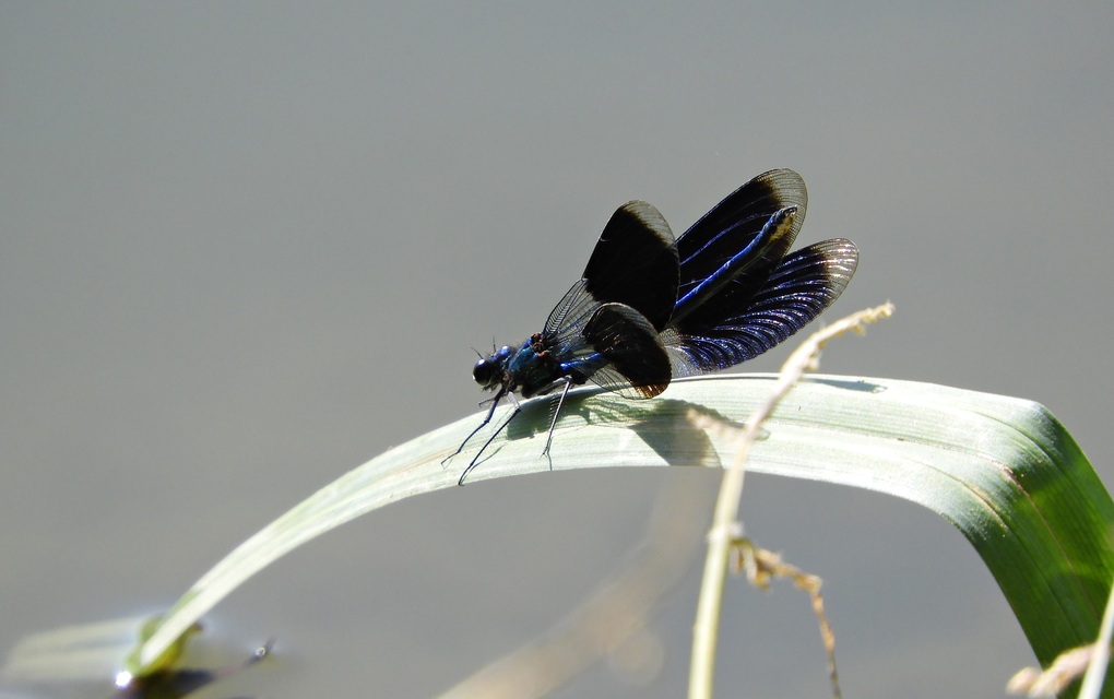 Calopteryx splendens - sávos szitakötő