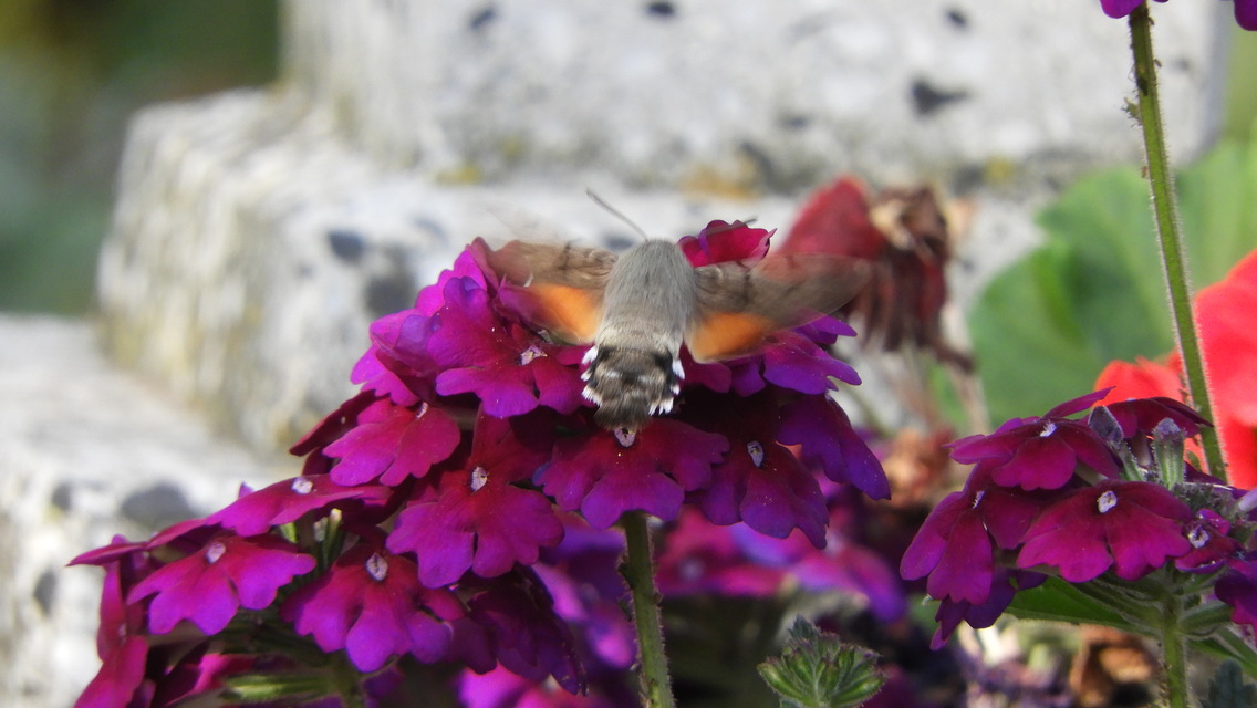 Macroglossum stellatarum - kacsafarkú szender