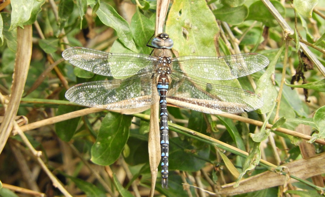 Aeshna mixta - kései karcsúacsa