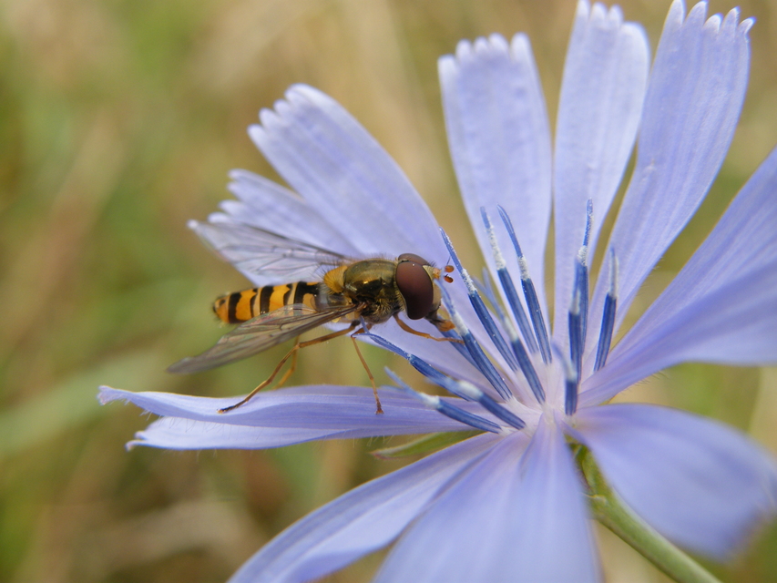 Episyrphus balteatus - ékfoltos zengőlégy