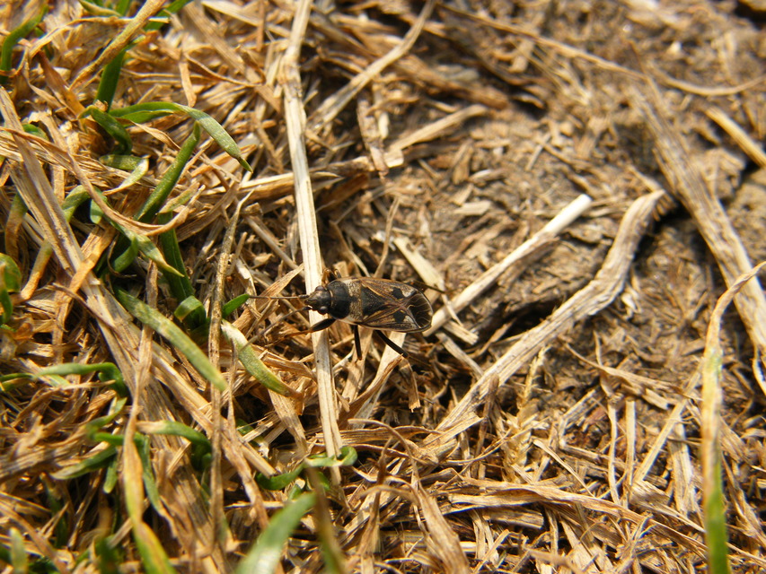 Rhyparochromus vulgaris - közönséges díszesbodobács