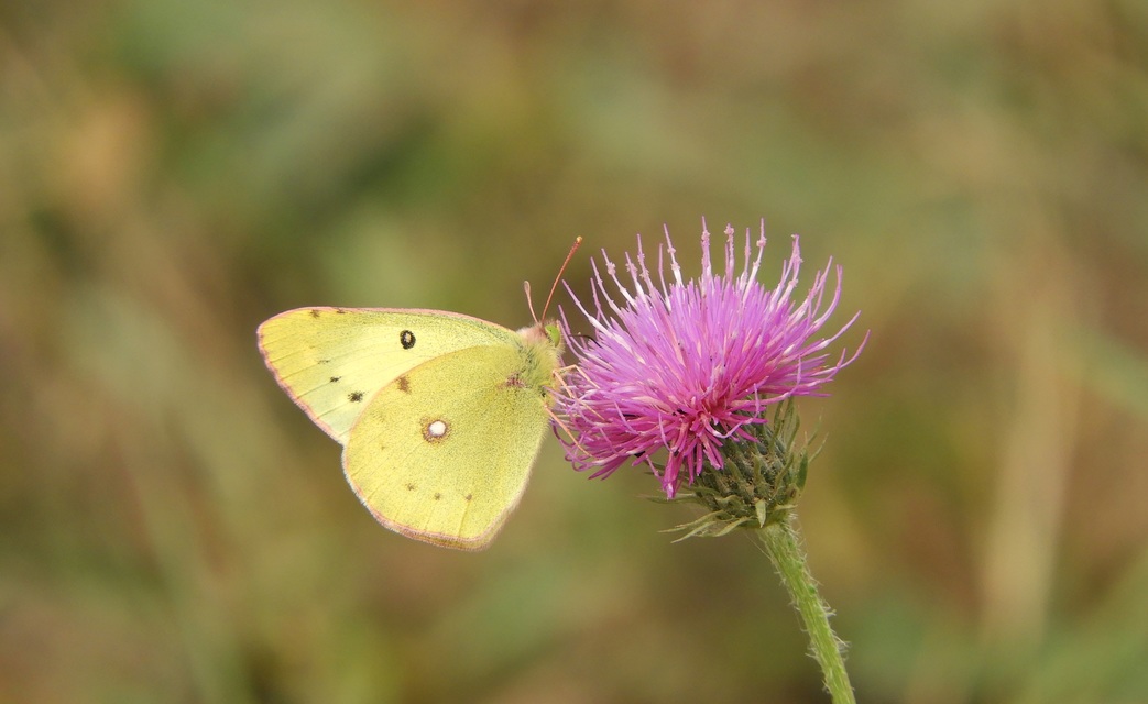 Colias hyale/alfacariensis