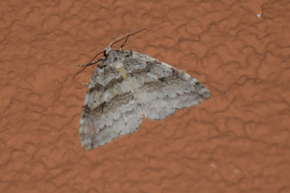 Epirrita