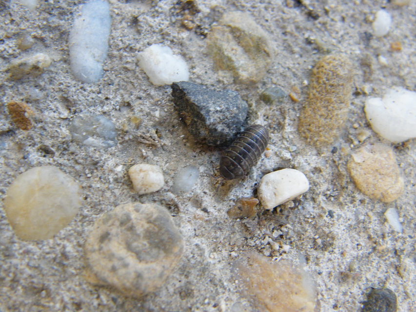 Armadillidium
