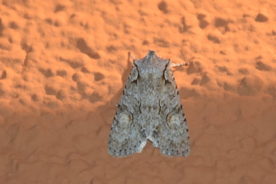 Lithophane ornitopus - közönséges fabagoly