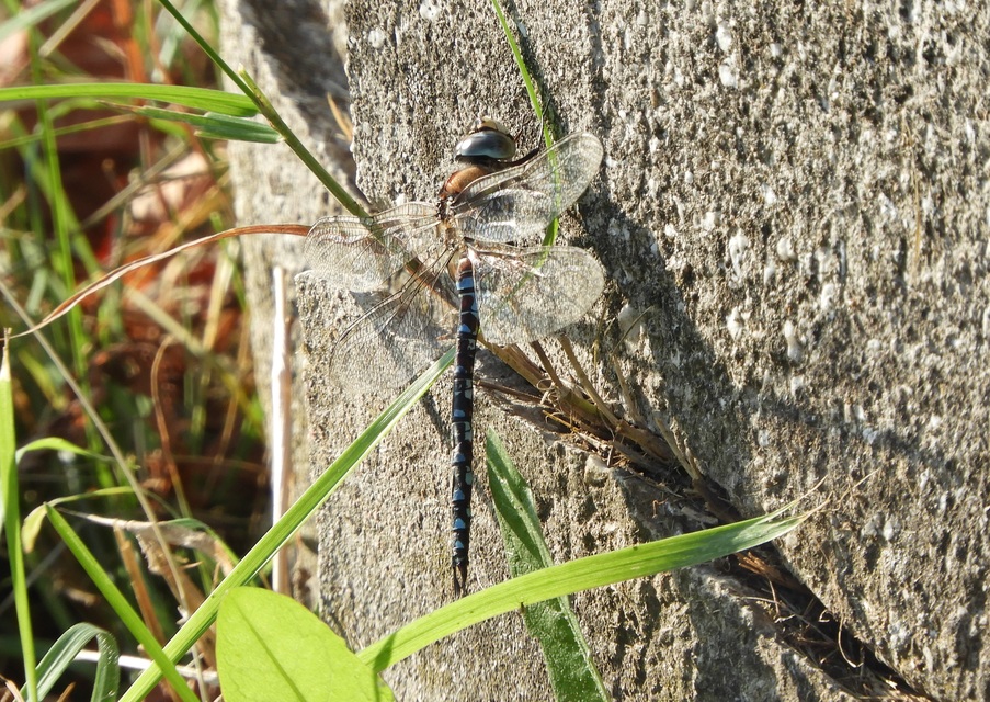 Aeshna mixta - kései karcsúacsa