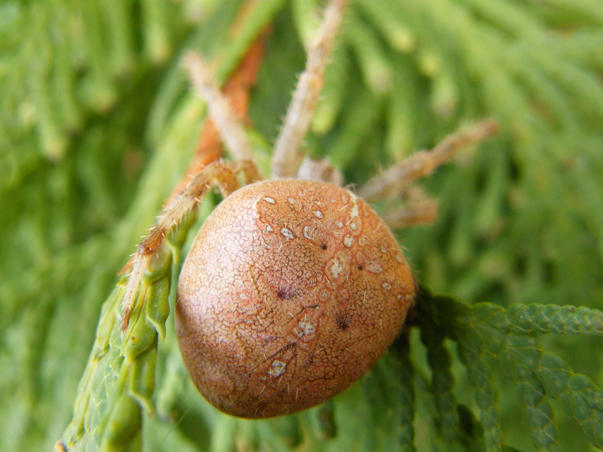 Araneus diadematus - koronás keresztespók
