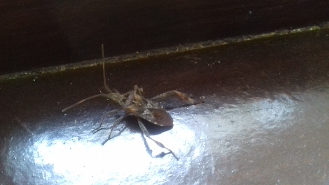 Leptoglossus occidentalis - nyugati levéllábú poloska Leptoglossus occidentalis - nyugati levéllábú poloska