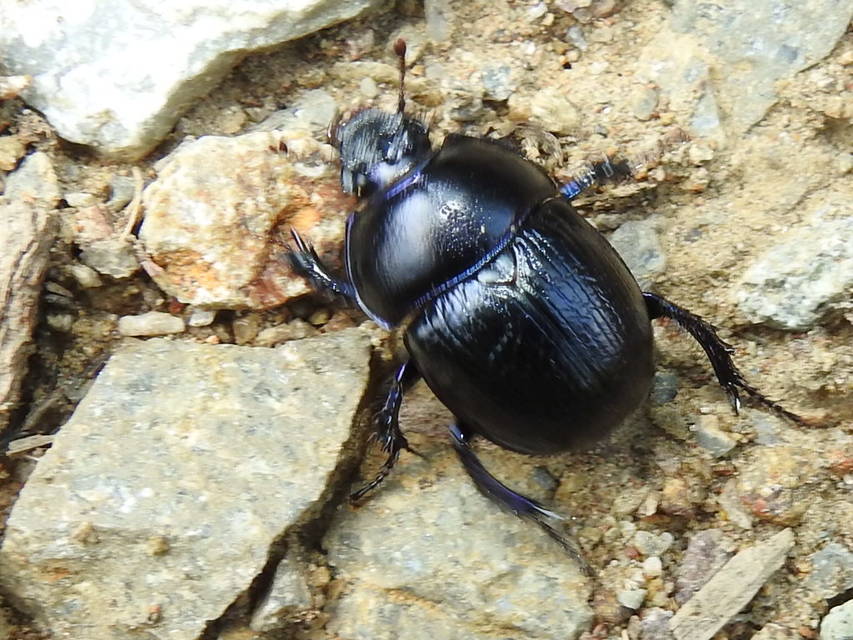 Anoplotrupes stercorosus - erdei álganéjtúró