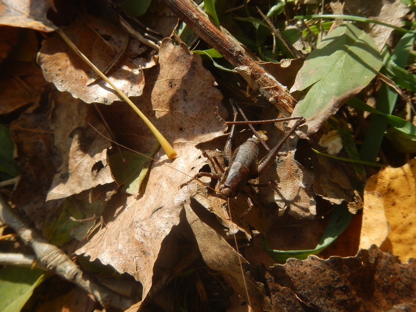 Pholidoptera griseoaptera - szürke avarszöcske