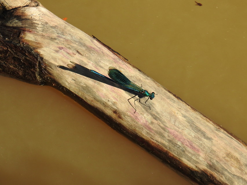 Calopteryx splendens - sávos szitakötő