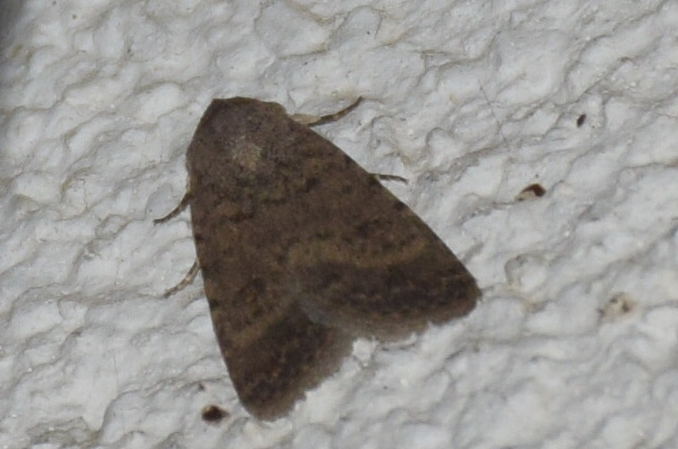 Paradrina clavipalpis - közönséges selymesbagoly