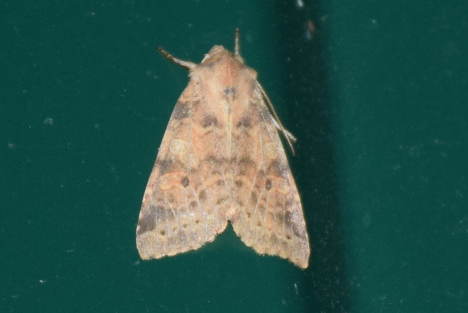 Cirrhia ocellaris - fakó sárgabagoly