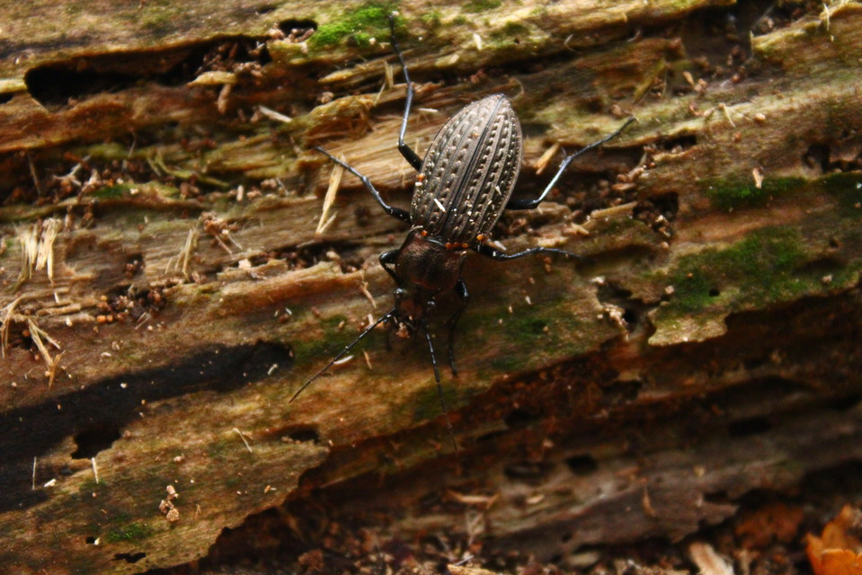 Carabus granulatus - mezei futrinka Carabus granulatus - mezei futrinka