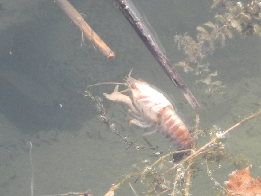Astacus leptodactylus - kecskerák