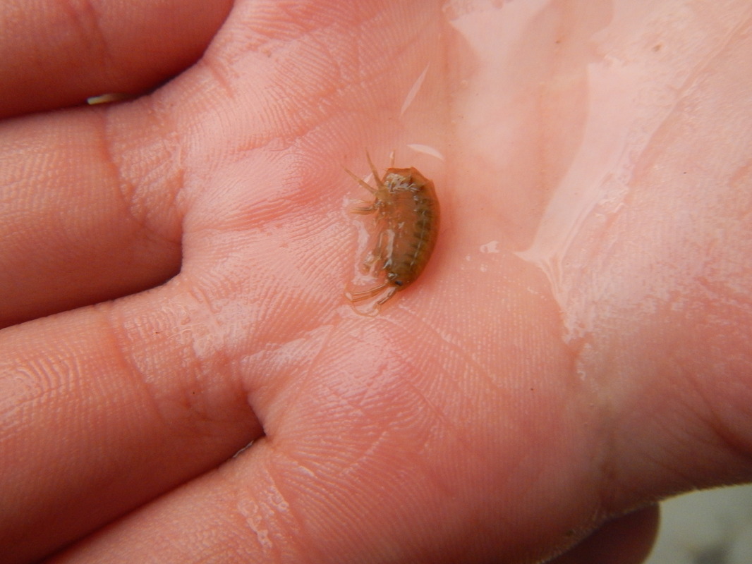 Gammarus roeselii - tüskés bolharák