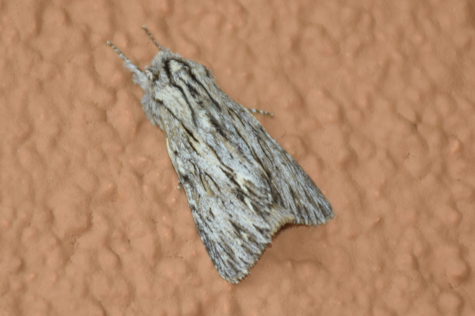 Asteroscopus sphinx - csillagnéző bundásbagoly
