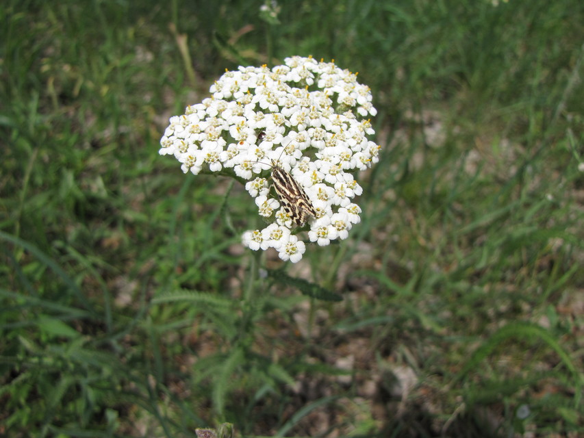 Emmelia trabealis - zebrabagoly