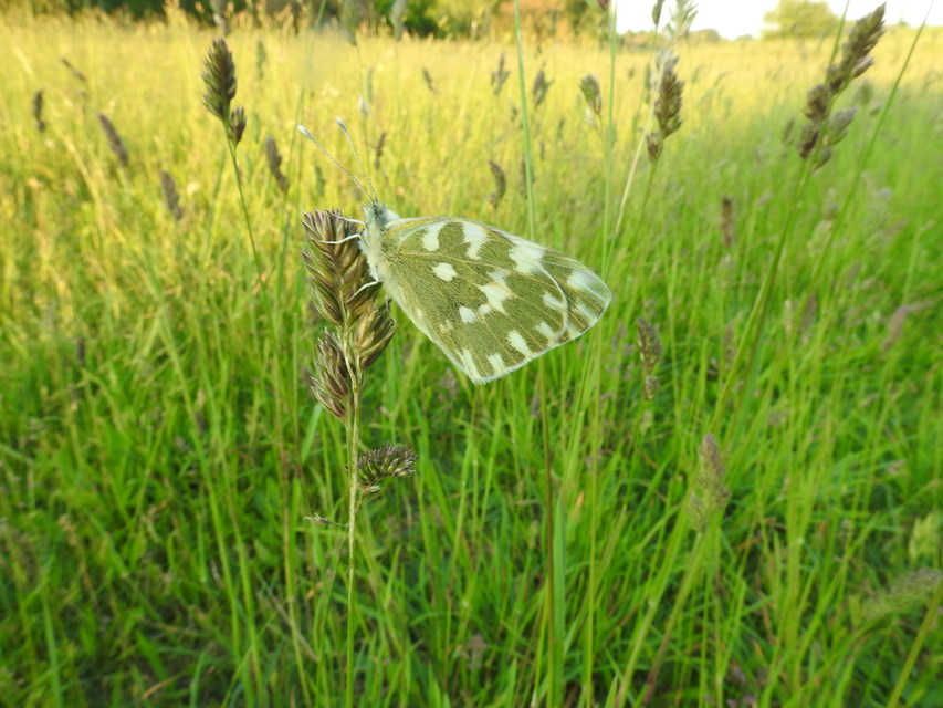 Pontia edusa - rezedalepke