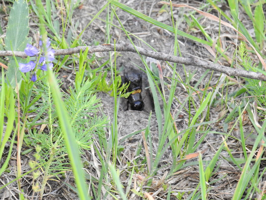Gryllus campestris - mezei tücsök