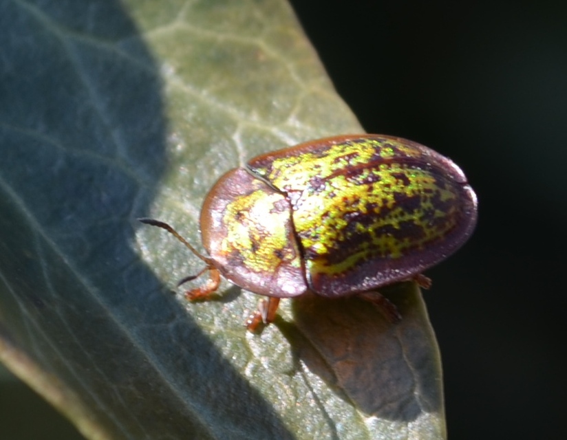 Cassida canaliculata - karimás pajzsbogár Cassida canaliculata - karimás pajzsbogár