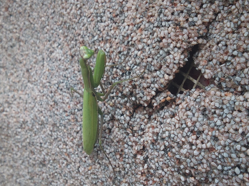Mantis religiosa - imádkozósáska