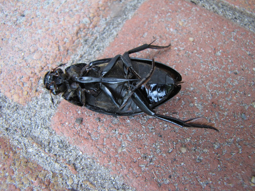 Hydrophilus piceus - közönséges óriáscsibor