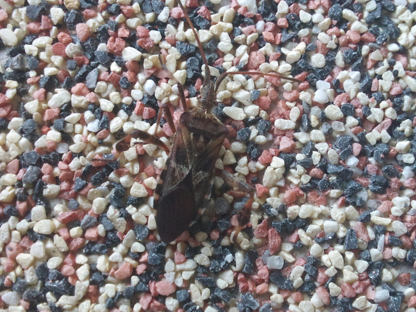 Leptoglossus occidentalis - nyugati levéllábú poloska Leptoglossus occidentalis - nyugati levéllábú poloska