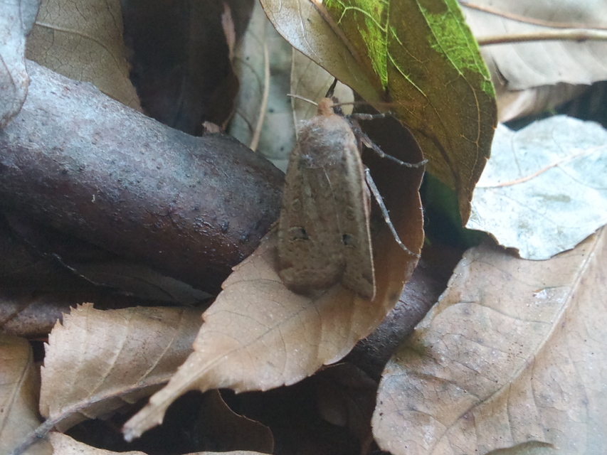 Conistra erythrocephala - vörösfejű őszibagoly
