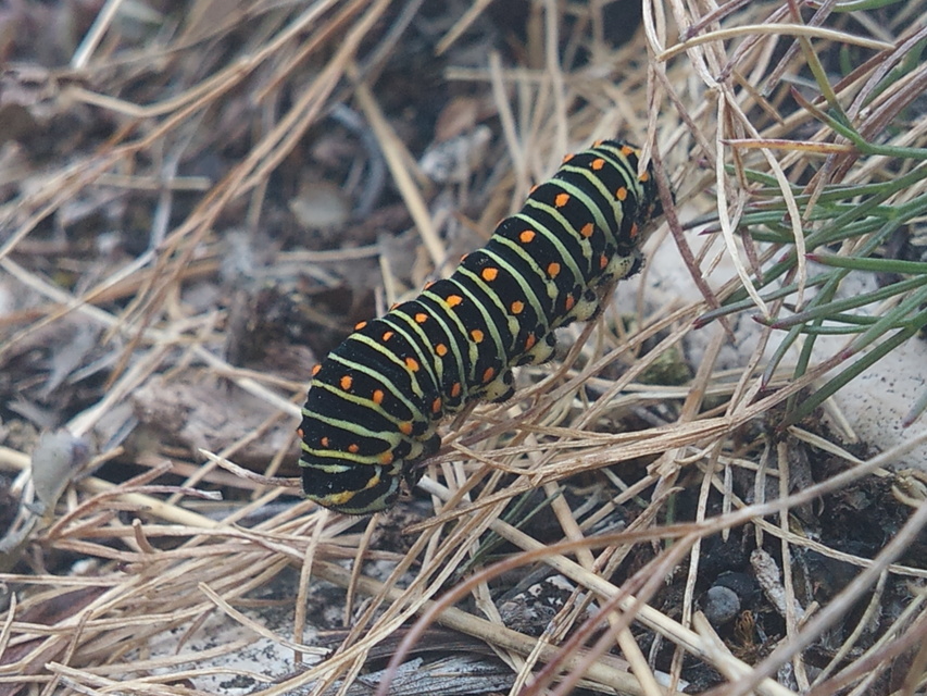 Papilio machaon - fecskefarkú lepke