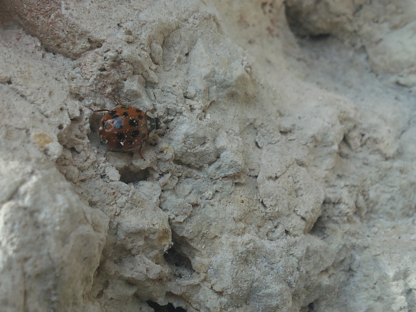 Harmonia axyridis - harlekinkatica