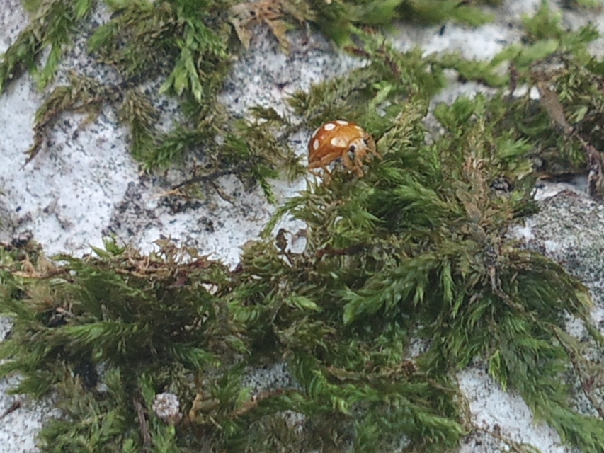 Vibidia duodecimguttata - tizenkétcseppes füsskata