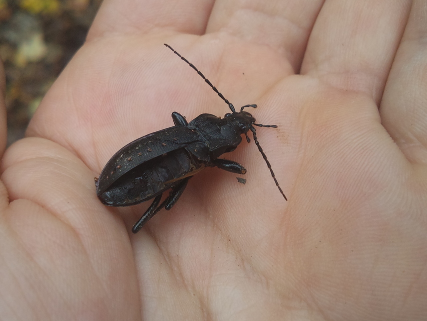 Carabus hortensis - aranypettyes futrinka Carabus hortensis - aranypettyes futrinka