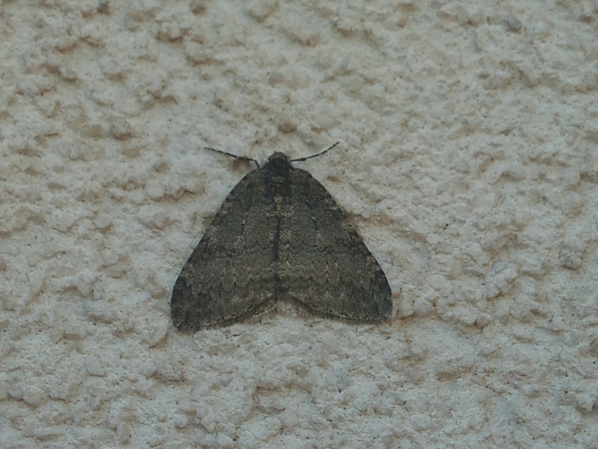 Epirrita
