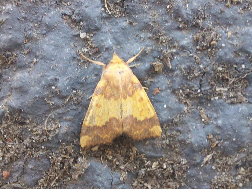 Tiliacea aurago - aranyló sárgabagoly