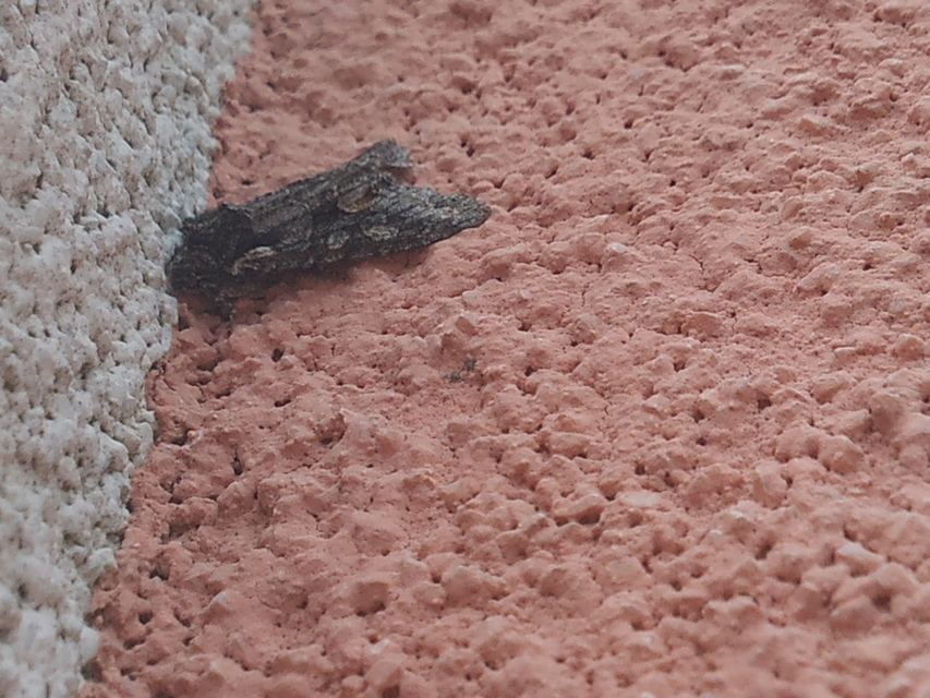 Dichonia convergens - őszi tölgybagoly