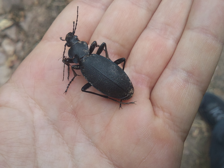 Carabus coriaceus - bőrfutrinka Carabus coriaceus - bőrfutrinka