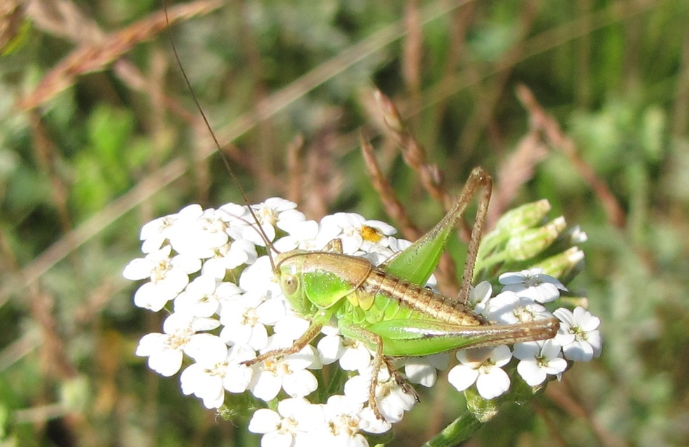 Platycleis