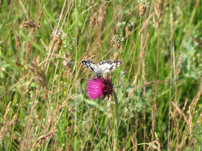 Melanargia galathea - sakktáblalepke
