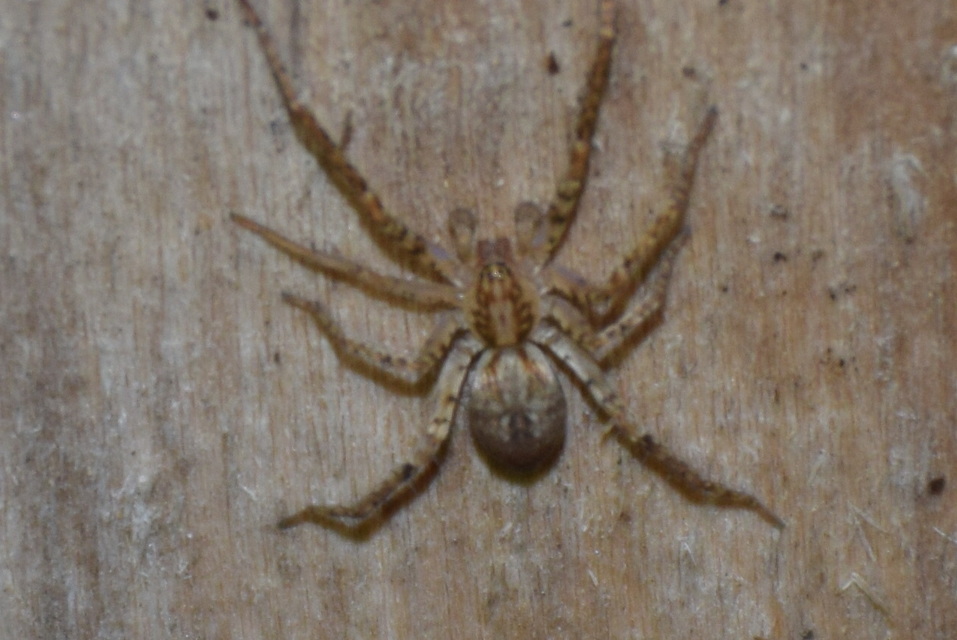 Anyphaena accentuata - jegyespók