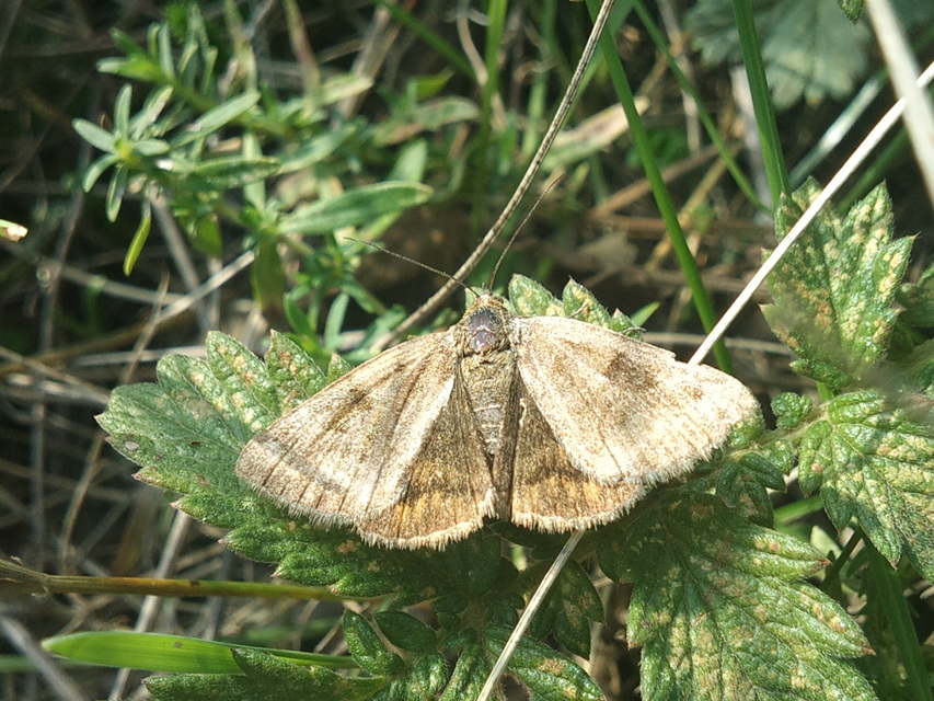 Euclidia glyphica - közönséges nappalibagoly