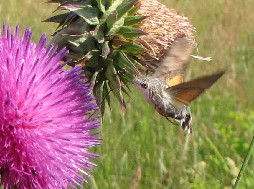 Macroglossum stellatarum - kacsafarkú szender