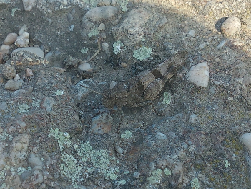 Oedipoda caerulescens - kékszárnyú sáska